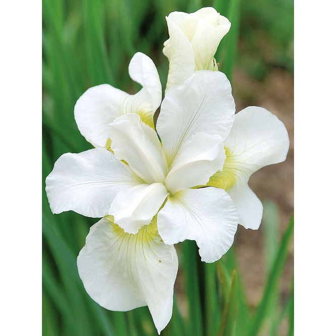Hovedbilde Iris sibirica Gull's Wing - 1 rot