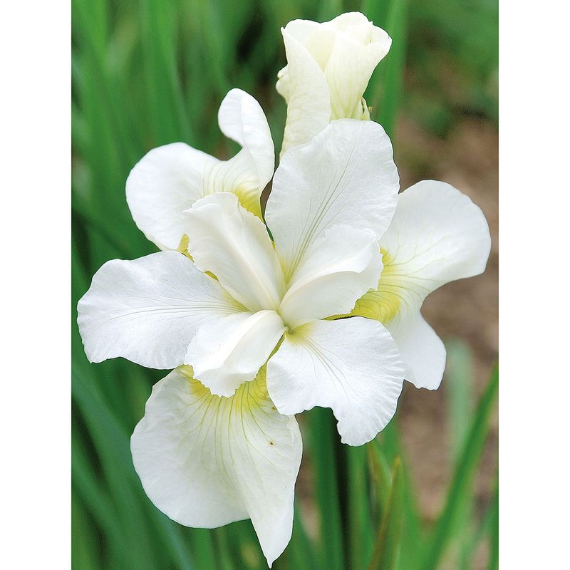Iris sibirica Gull's Wing - 1 rot