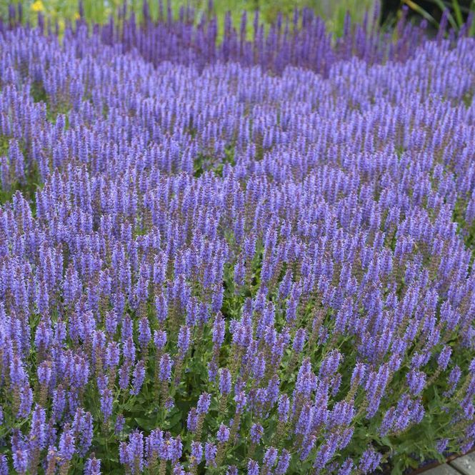 Hovedbilde Salvia Blauhugel. Salvie - 1  rot