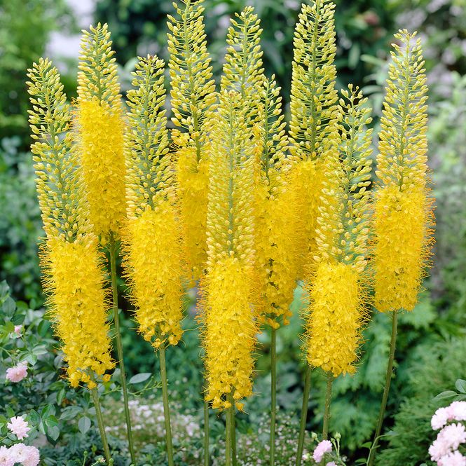 Hovedbilde Eremurus Bungei. Kleopatras nål/kjempesteppelys - ...
