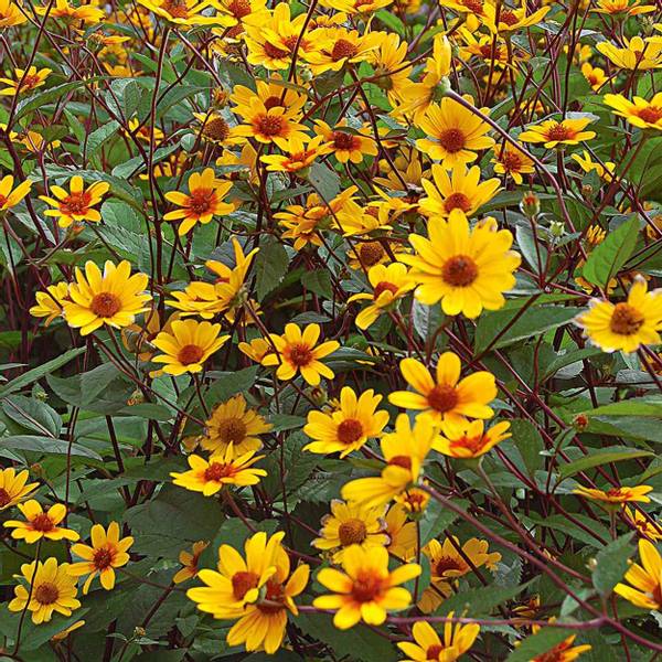 Bilde av HELIOPSIS helianthoides Praire Sunset Soløye - 1