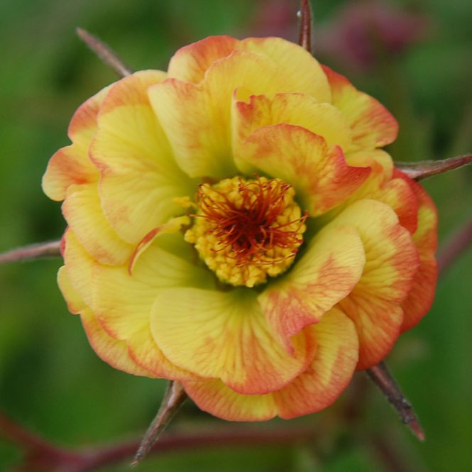 Hovedbilde Geum Tequila Sunrise. Humleblom - 1 rot