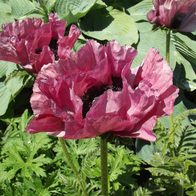 Hovedbilde Papaver orientale Pattys Plum  Orientvalmue - 1 ...