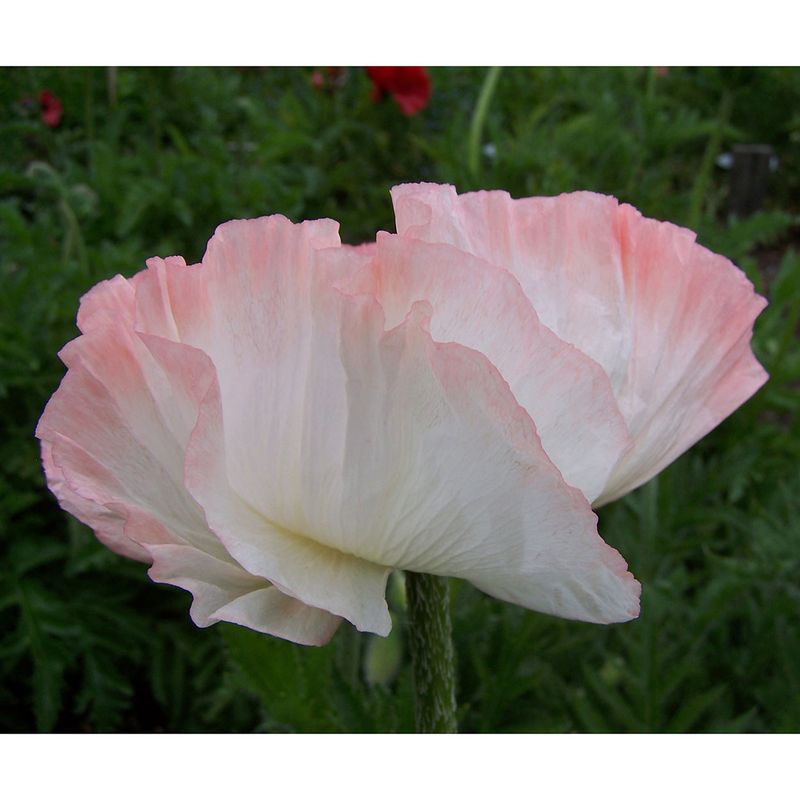 Papaver orientale Shasta  Orientvalmue - 1 rot