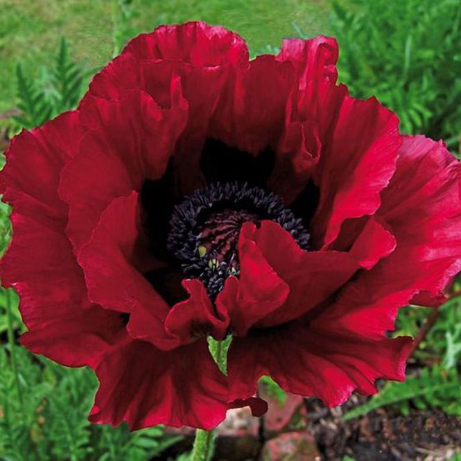 Hovedbilde Papaver orientale Heartbeat. Orientvalmue - 1 rot
