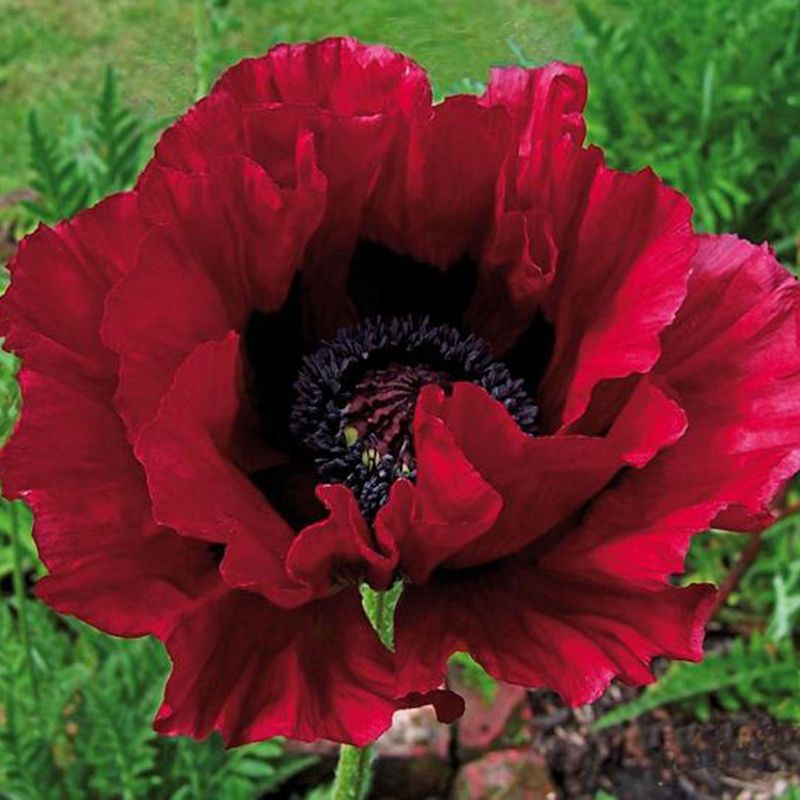 Papaver orientale Heartbeat. Orientvalmue - 1 rot