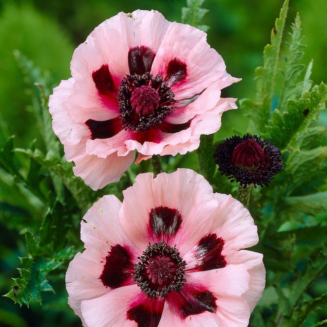 Hovedbilde Papaver orientale Little Dancing Girl  ...