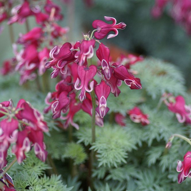 Hovedbilde Dicentra Burning Hearts  Løytnantshjerte - 1 rot