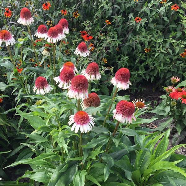 Bilde av ECHINACEA Strawberry and Cream Purpursolhatt,