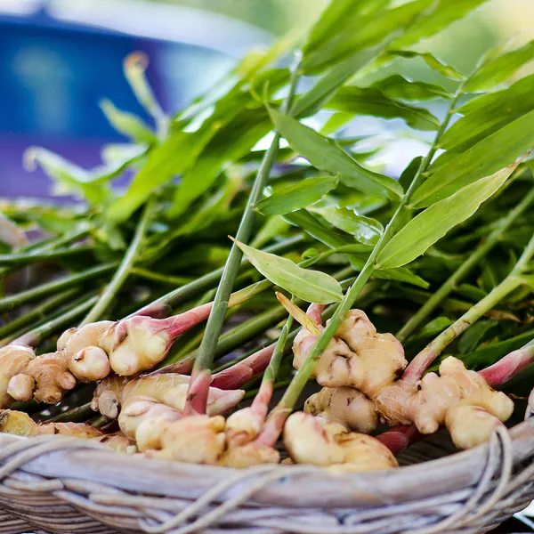 Hovedbilde Ingefær Officinale - 1 rot 