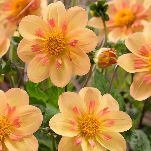 Hovedbilde Dahlia Kelsey Annie Joy - 1 knoll