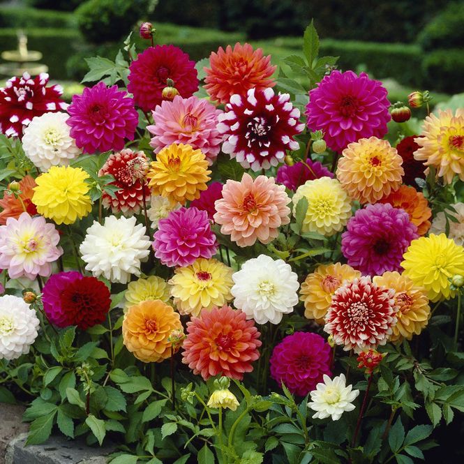 Hovedbilde Mix av lave dekorative Dahlia - 3 knoller 