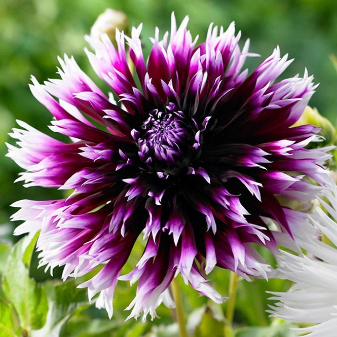 Hovedbilde Dahlia Clair Obscur - 1 knoll