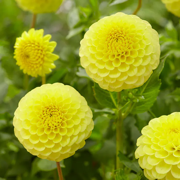 Hovedbilde Dahlia Golden Torch - 1 knoll