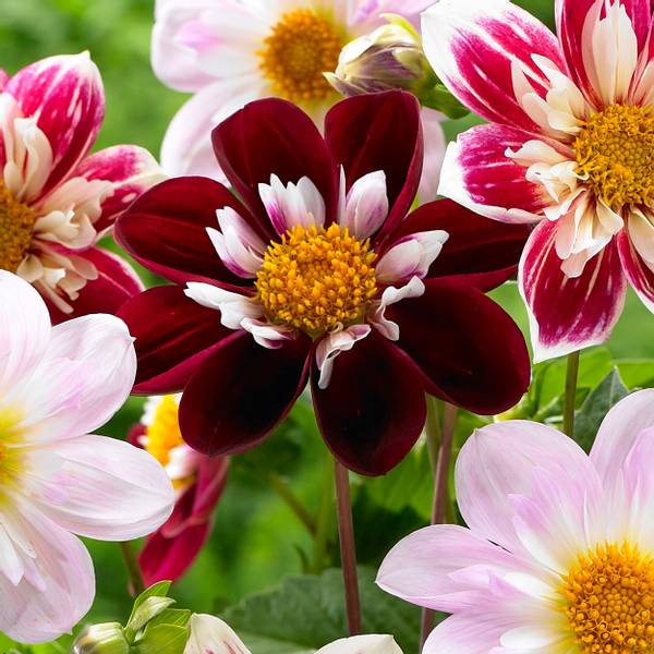 Bilde av DAHLIA Night Butterfly - 1 knoll