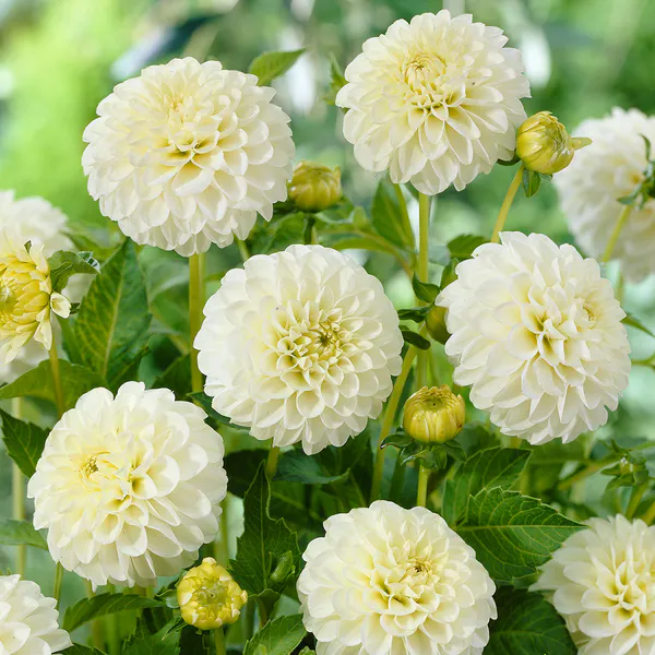 Hovedbilde Dahlia White Aster - 1 knoll