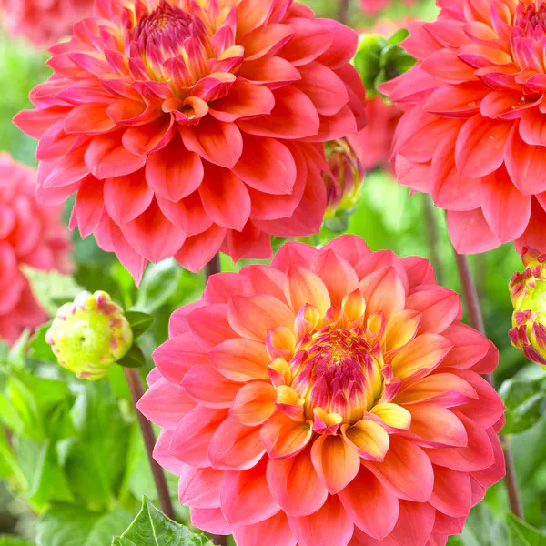 Hovedbilde Dahlia  Princess Gracia - 1 knoll