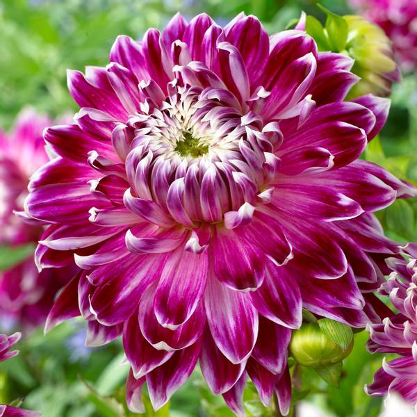 Bilde av DAHLIA Vancouver - 1 knoll