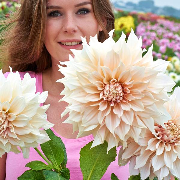 Bilde av DAHLIA Cafe au lait - 1 knoll