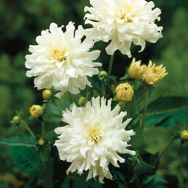 Bilde av DAHLIA Aspen - 1 knoll