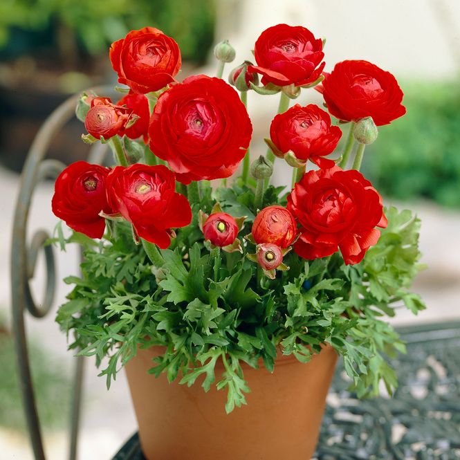 Hovedbilde Ranunculus Red  Hageranunkel - 10 knoller