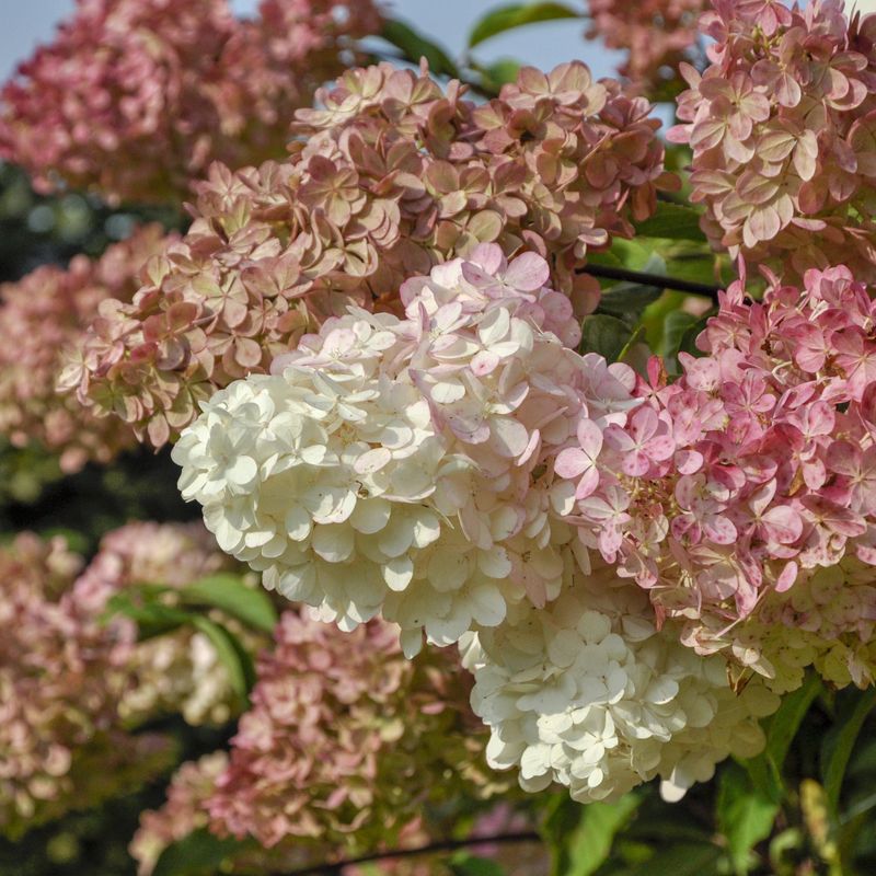 Hydrangea paniculata Petite Star. Syrinhortensia - 1 plante i 12 cm potte