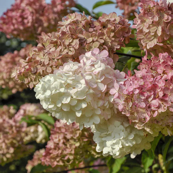 Hovedbilde Hydrangea paniculata Petite Star. Syrinhortensia  ...