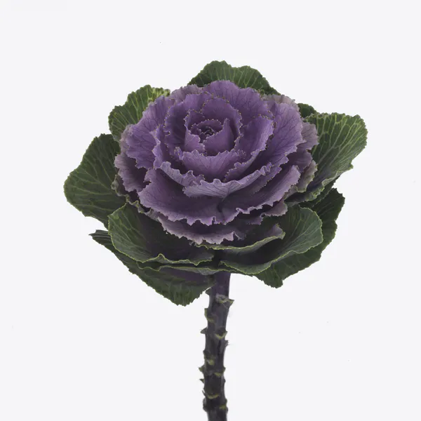 Hovedbilde Brasssica Crane Ruby. Pyntekål -Frø- 