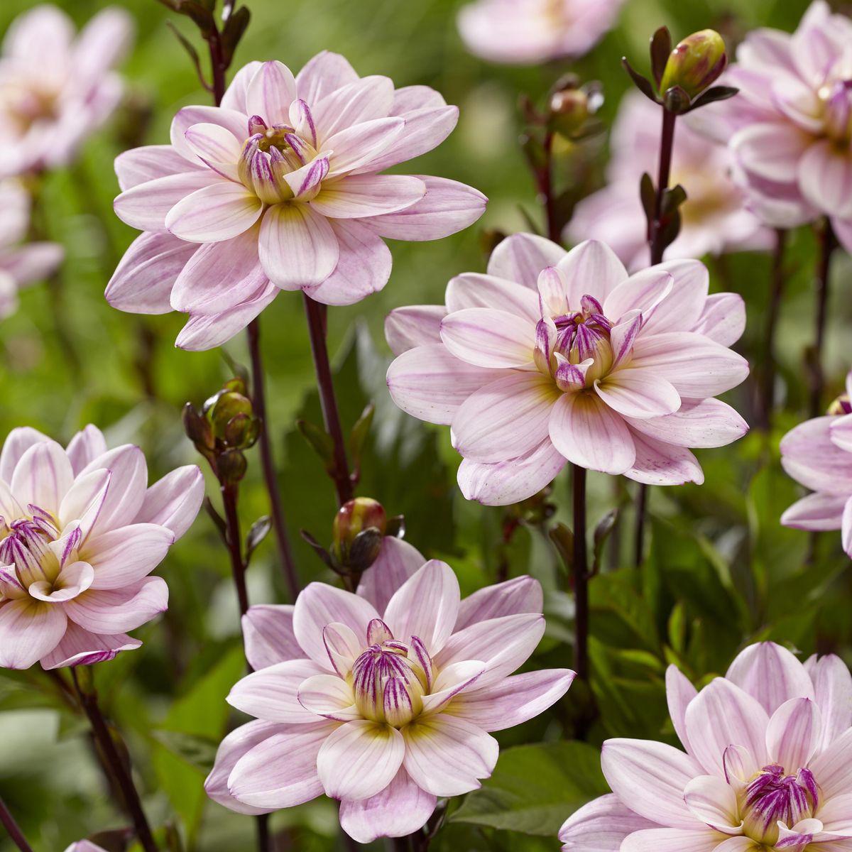 Dahlia Pacific Jewel - 1 knoll 