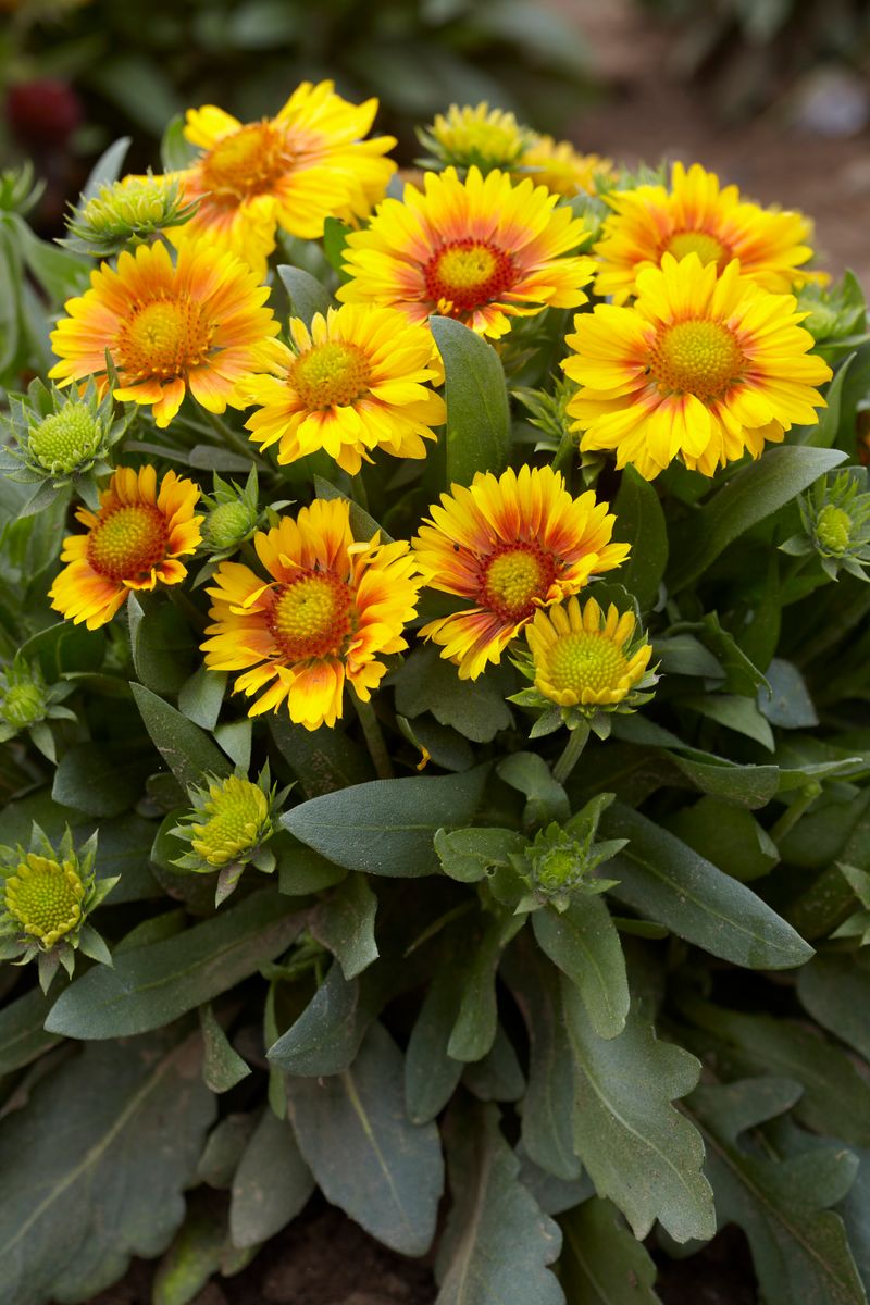 Gaillardia grandiflora Arizona Apricot. Kokardeblomst. -Frø-