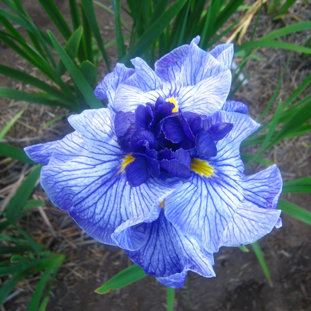 Iris ensata Don and Donna - 1 rot 