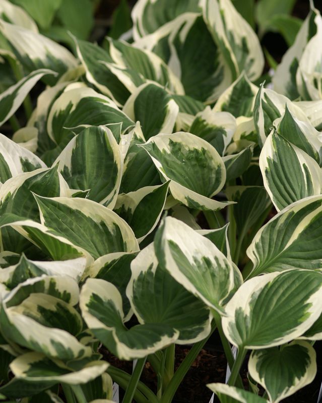 Hosta Patriot - 1 rot