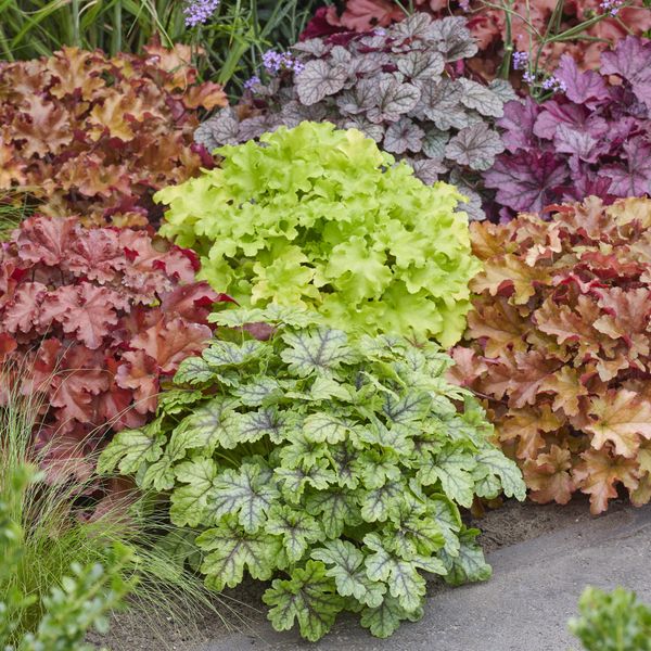 Hovedbilde Heuchera americana Coral Bells. Alunrot - Frø -