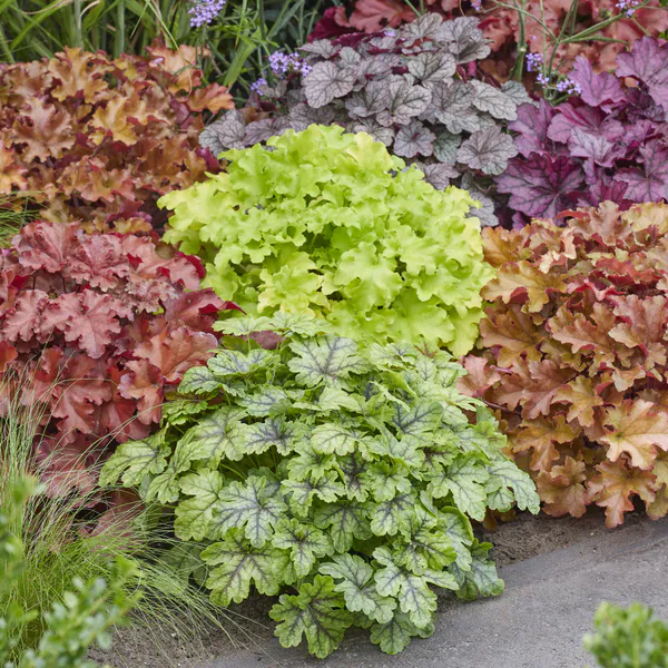 Hovedbilde Heuchera americana Coral Bells. Alunrot - Frø -