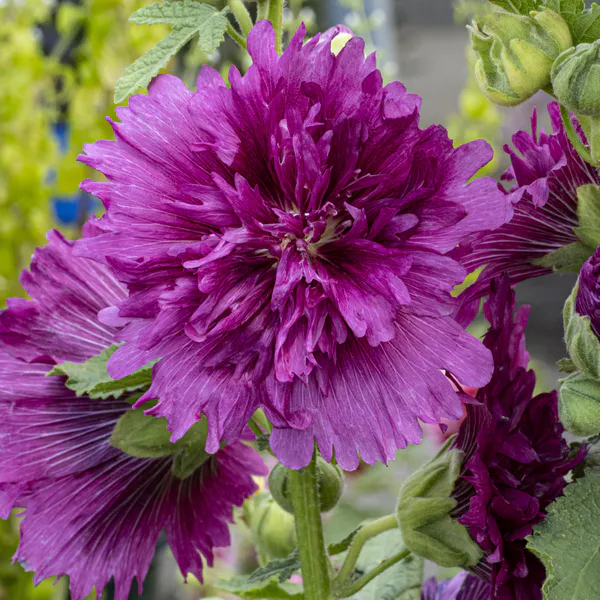 Hovedbilde Alcea Spring Celebrities Purple - Stokkrose i 9 ...