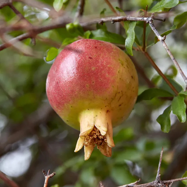 Hovedbilde Granateple Punica Granatum - 1 plante i 9 cm ...