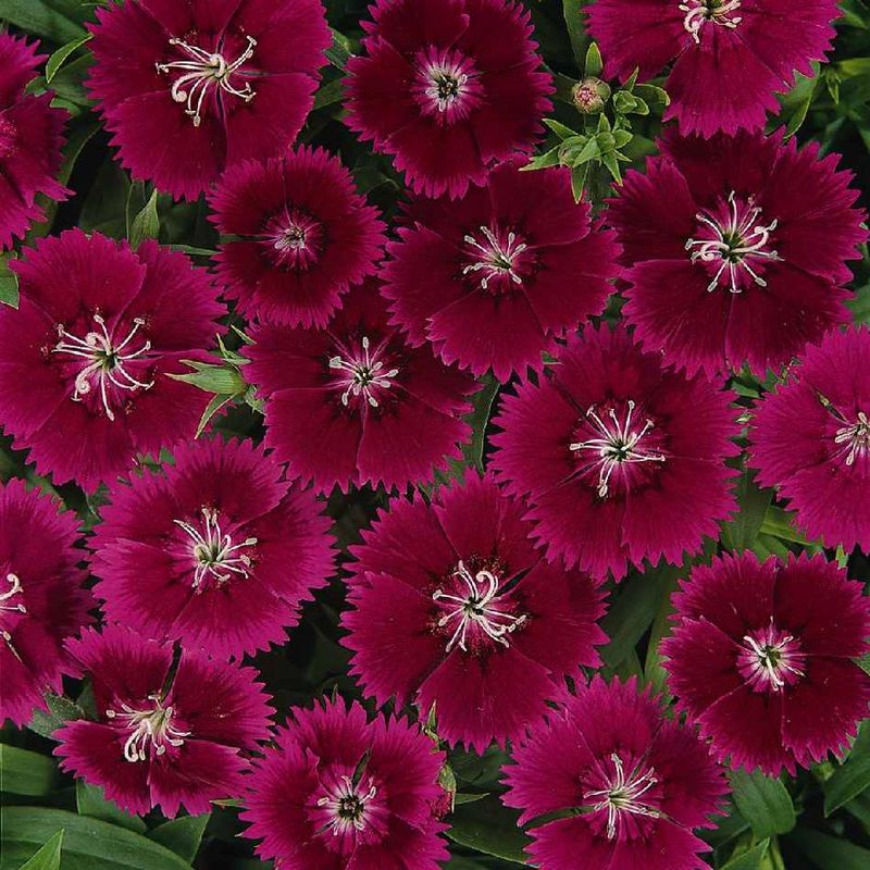 Dianthus Ideal Select F1 -Frø- Kinanellik