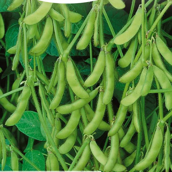 Hovedbilde Bønner, Edamame -Frø-