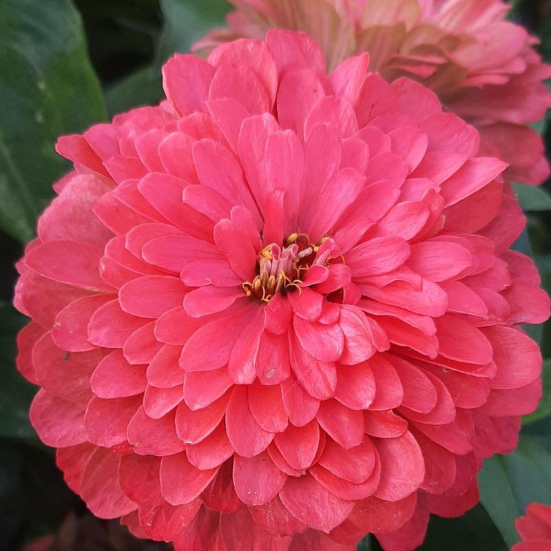Zinnia elegans Benary Giant Coral - Frø -