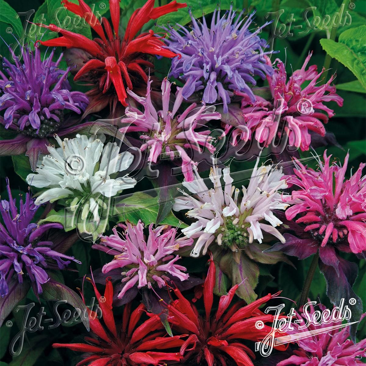 Monarda didyma Panorama Mix -Frø- Hestemynte