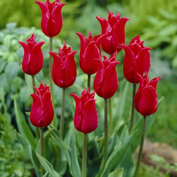 Hovedbilde Tulipan Pretty Woman - 10 løk