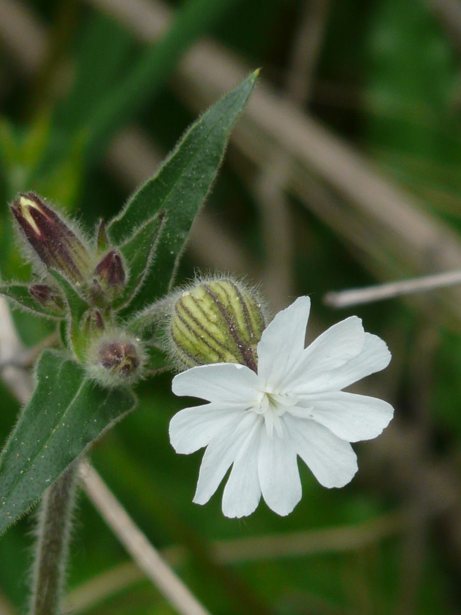 Silene Alba. Hvit Jonsokblom -Frø-