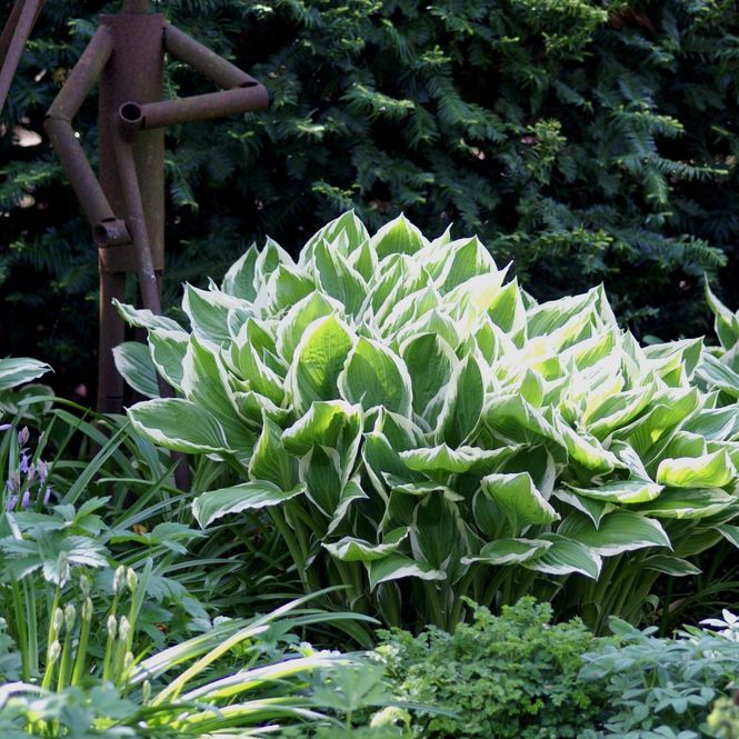 Hovedbilde Hosta undulata Albomarginata - 1 rot