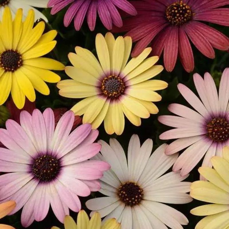 Osteospermum ecklonis Akila Grand Canyon mix. Spansk Marger -Frø