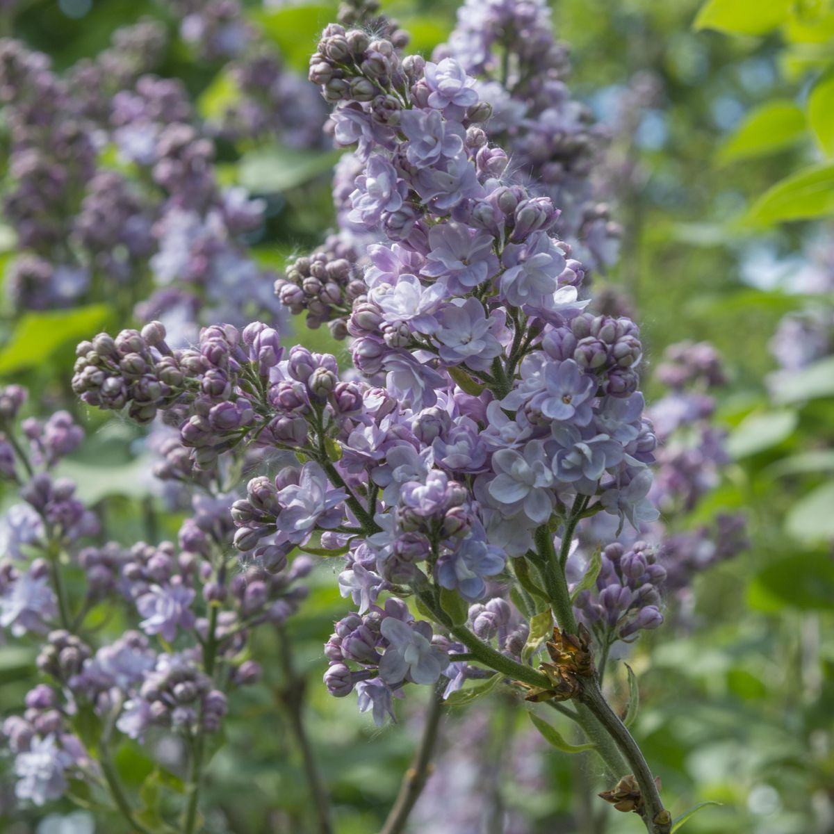 Syringa vulgaris Victor Lemoine. Syrin - 1 plante i 9 cm potte