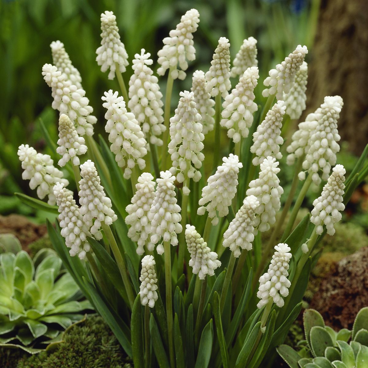 Muscari Botryoides Album. Perleblomst - 10 løk