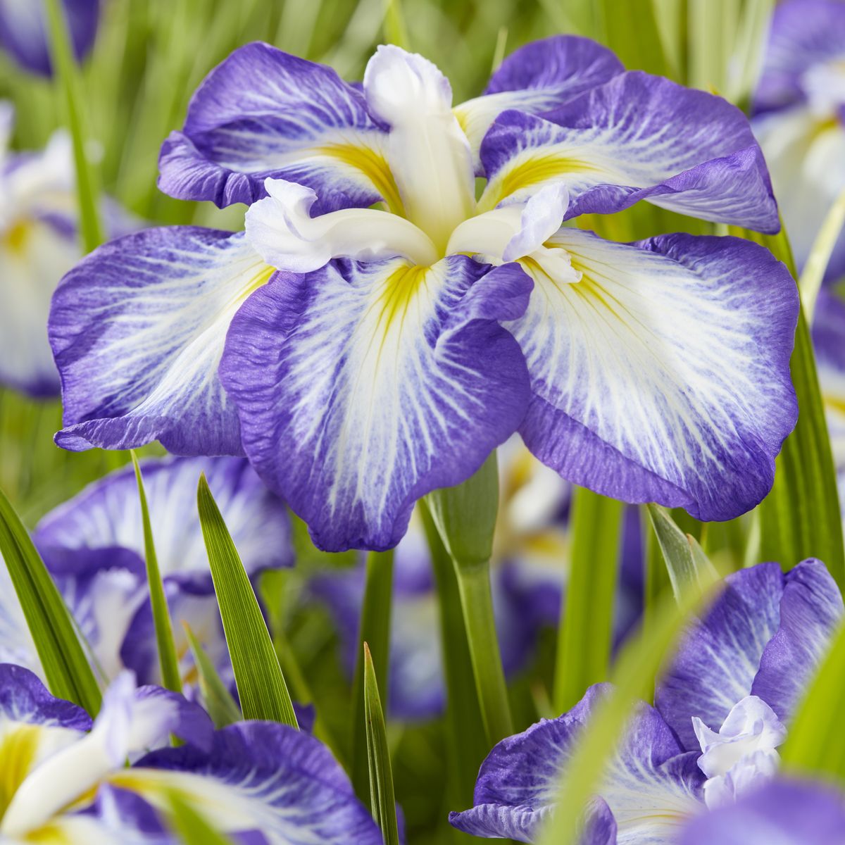 Iris ensata Dinnerplate Carrot Cake - 1 rot 