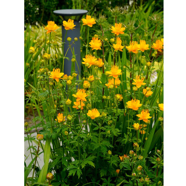Hovedbilde Trollius chinensis Golden Queen. Hageballblomst - ...