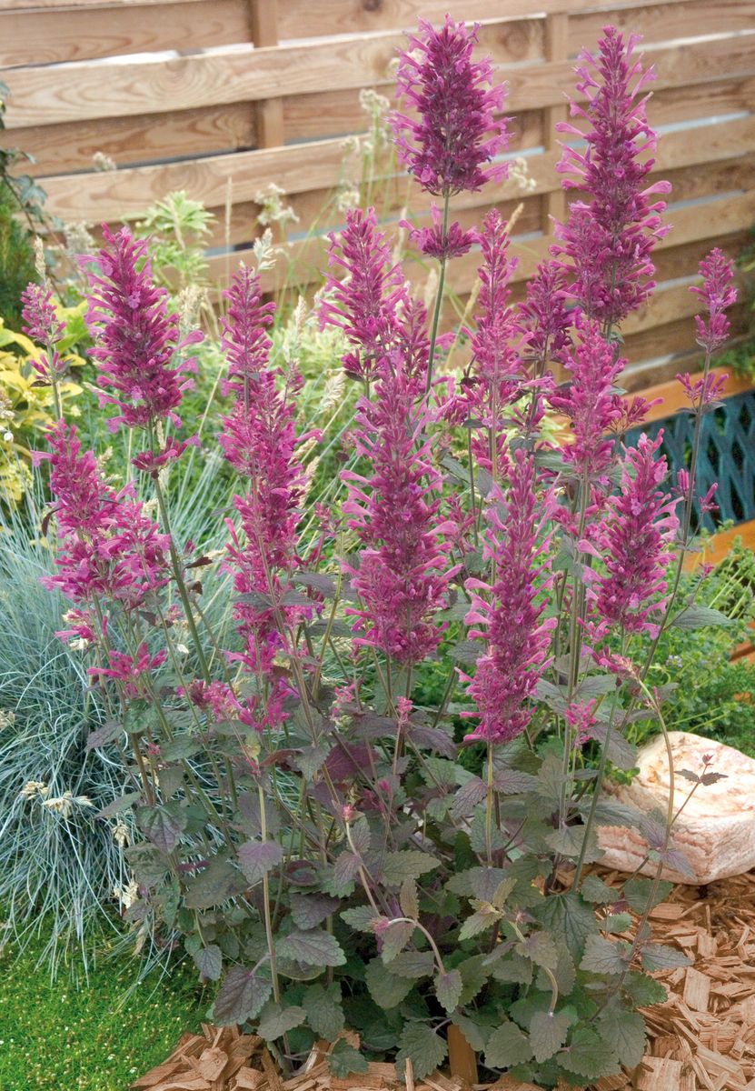 Agastache Cana-Hybr Bolero -Frø-