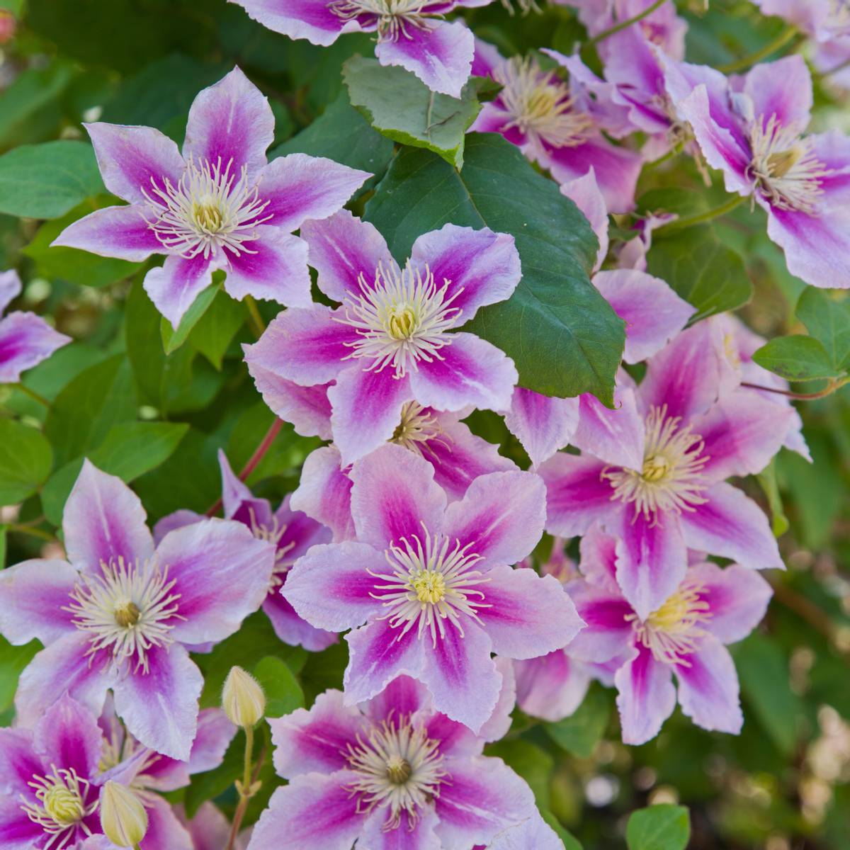 Clematis Piilu - Klematis -1 rot